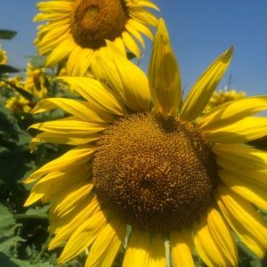 Meet your Posher, Kim